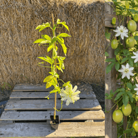 Ätbar Passionsfrukt 'Snowstar®': Härdig Sort 80-100 cm (Passiflora incarnata) visad med frukter och blommor.