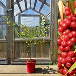 Red Goumi / Japanese Silver Bush Pointilla® 'Sweet'N'Sour' 60-80 cm (Elaeagnus umbellata)