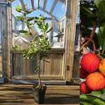 Strawberry tree 40-50 cm (Arbutus unedo)
