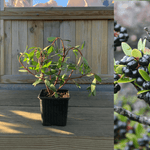 Tasmansk bjergpeber honplante 20-40 cm (Tasmannia lanceolata)