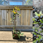 Tasmansk bjergpeber hanplante 20-40 cm (Tasmannia lanceolata)