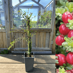 Amerikansk Tranebær 'Pilgrim' Plante C2 (Vaccinium macrocarpon)