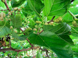Vitt Mullbärsträd 80-100 cm (Morus alba)