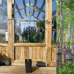 Vand-Tupelo 100-120 cm (Nyssa aquatica)