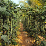 Lang bønne 'Yard Long' / Aspargesbønne (Vigna sesquipedalis)