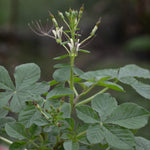 Afrikansk Kål / Spiderwisp (Cleome gynandra)