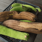 Luffa / Svampeagurk (Luffa aegyptiaca)