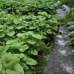 Wasabi Planta (Wasabia japonica) growing near a stream with vibrant green leaves in natural habitat.