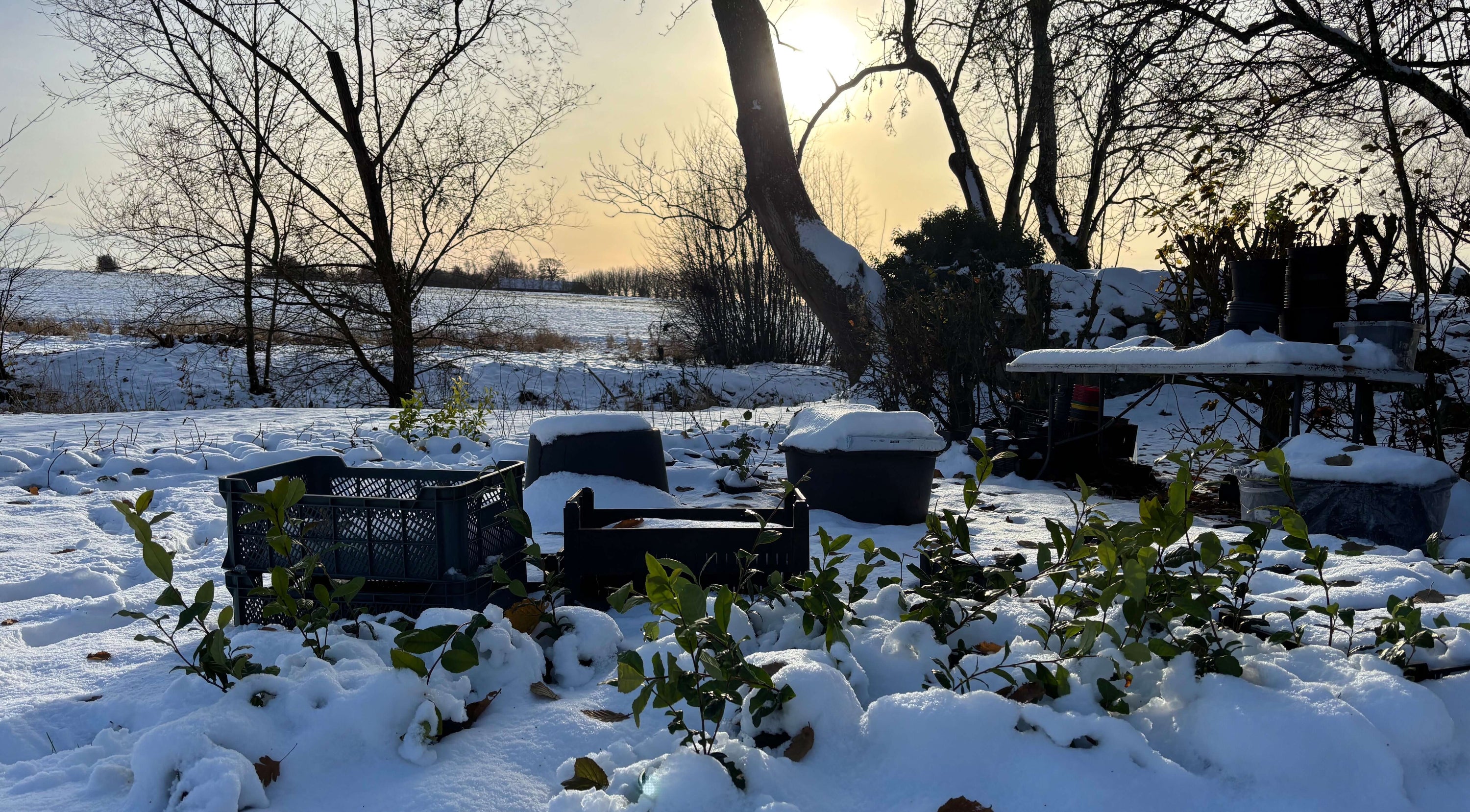 Första snön är fallen: majoriteten av sortimentet klarar vintern utomhus