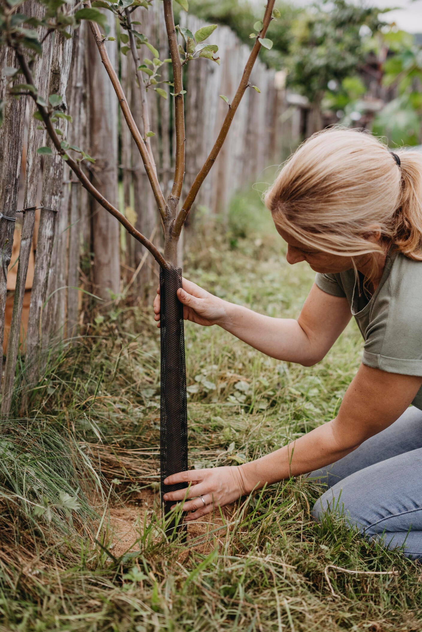 Traditionellt växtskydd