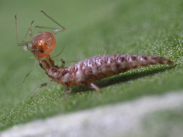 Biologiskt växtskydd