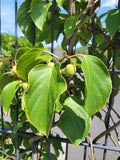 Minikiwi 'Issai' Självfertil Planta 50-60 cm (Actinidia arguta x polygama)