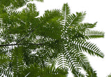 Kinesisk Toon Tree 15-30 cm (Toona sinensis)
