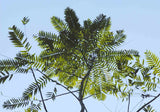 Kinesisk Toon Tree 15-30 cm (Toona sinensis)