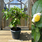 Tebuske 'Tea By Me': Härdig sort (Camellia sinensis) 2 & 3 år 30-50 cm