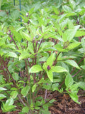 Mexikansk Basilika / Kanelbasilika 'Cinnamon' (Ocimum basilicum)