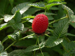 Jordbær hindbær Plante 20-40 cm (Rubus illecebrosus)