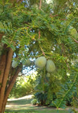 Torrey nød / Japansk Torreya 40-60 cm (Torreya nucifera)