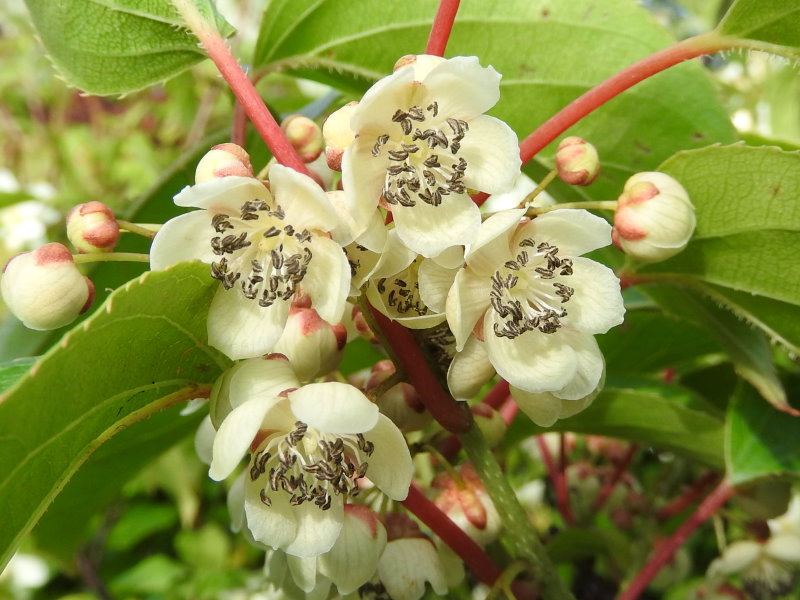 Minikiwi 'Weiki' Hanplanta 50-60 cm (Actinidia arguta)