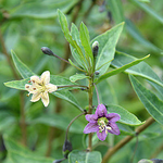 Gult Gojibär / Bocktörne Planta 30-40 cm (Lycium barbarum)