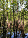 Vand Tupelo 100-120 cm (Nyssa aquatica)