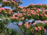 Silkesträd 70-100 cm (Albizia julibrissin)