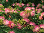 Silkesträd 70-100 cm (Albizia julibrissin)