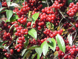 Rød Goumi / Japansk Sølvbusk Pointilla® 'Sweet'N'Sour' 20-40 cm (Elaeagnus multiflora)
