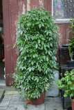 Jiaogulan plante 20-40 cm (Gynostemma pentaphyllum)