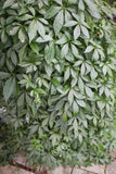 Jiaogulan Planta 20-40 cm (Gynostemma pentaphyllum)