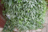 Jiaogulan plante 20-40 cm (Gynostemma pentaphyllum)