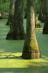 Water Tupelo 100-120 cm (Nyssa aquatica)