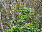 Fembladig Akebia Planta 80-100 cm (Akebia quinata)