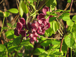 Fembladakebie Plante 80-100 cm (Akebia quinata)