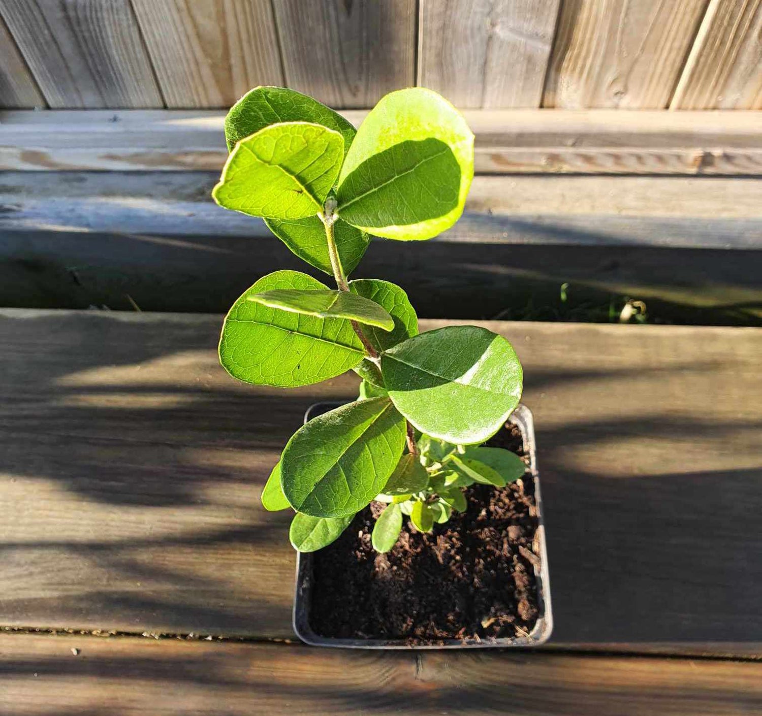 Ananasguava / Feijoa Träd 20-30 cm (Acca sellowiana)