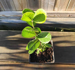 Ananasguava / Feijoa Tree 20-30 cm (Acca sellowiana)