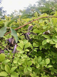 Fembladig Akebia Planta 80-100 cm (Akebia quinata)