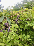 Fembladig Akebia Planta 30-50 cm (Akebia quinata)