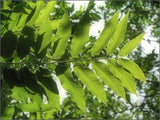 Kinesisk Toon Träd 15-30 cm (Toona sinensis)