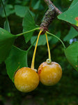 Ginkgo / Kinesiskt Tempelträd 80-100 cm (Ginkgo biloba)