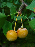 Ginkgo / Kinesiskt Tempelträd 80-100 cm (Ginkgo biloba)