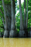 Water Tupelo 100-120 cm (Nyssa aquatica)