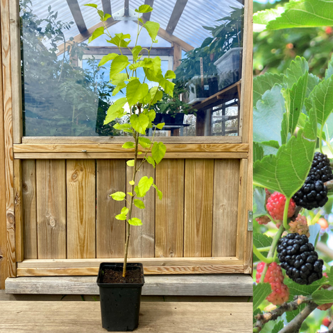 Black Mulberry Tree 60-90 cm (Morus nigra)