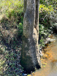 Vand Tupelo 100-120 cm (Nyssa aquatica)