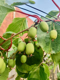 Minikiwi 'Issai' Plante 30-60cm (Actinidia arguta x polygama)
