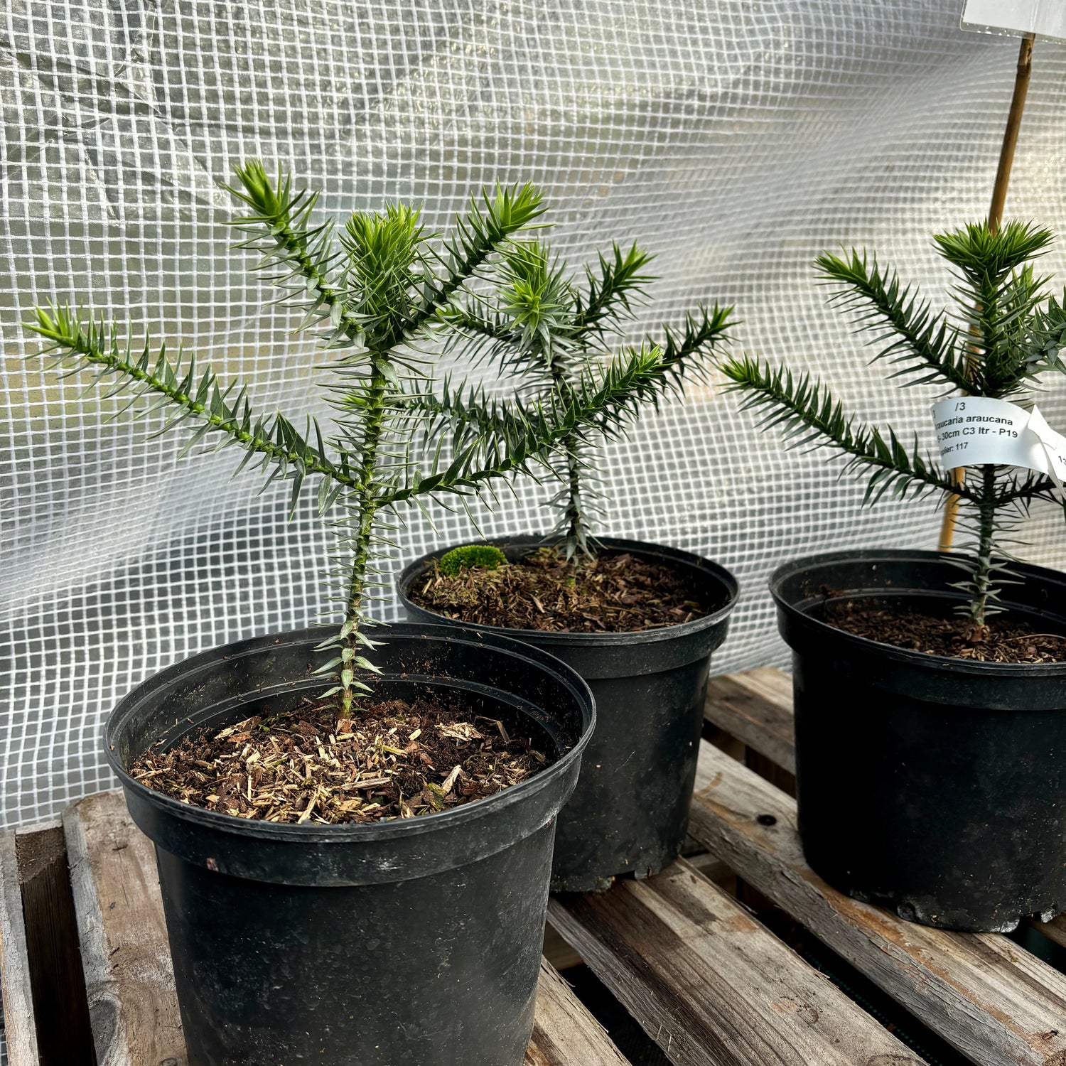 Brödgran / Apträd 25-30 cm (Araucaria araucana)