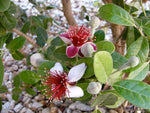 Ananasguava / Feijoa Träd 20-30 cm (Acca sellowiana)