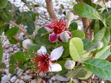 Ananas Guava træ 20-30 cm (Feijoa sellowiana)