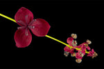 Fembladakebie Plante 80-100 cm (Akebia quinata)