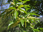 Äkta Kastanj Träd 50-80 cm (Castanea sativa)